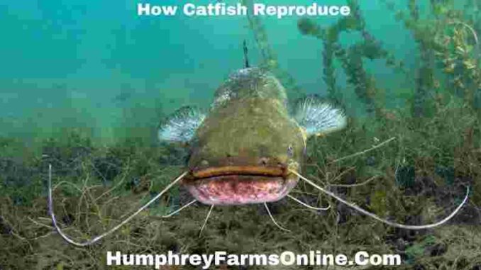 How Catfish Reproduce