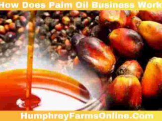 How Does Palm Oil Business Work