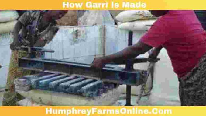 How Garri Is Made