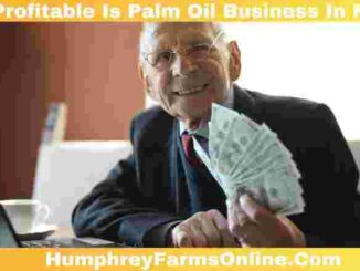 How Profitable Is Palm Oil Business In Nigeria