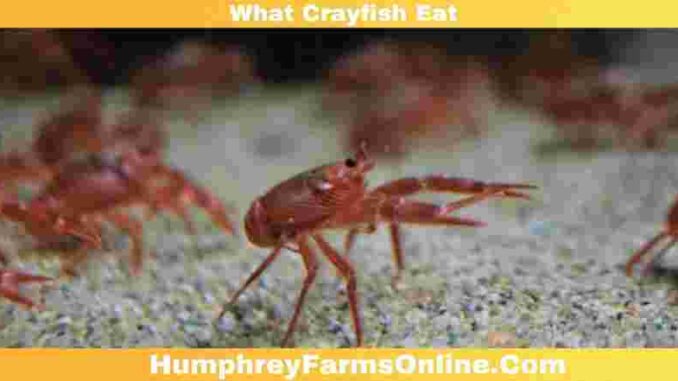 What Crayfish Eat