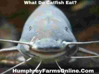 What Do Catfish Eat