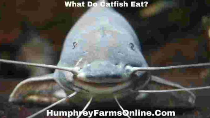 What Do Catfish Eat? A Comprehensive Guide to Their Diet - Humphrey Farms