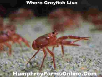 Where Crayfish Live