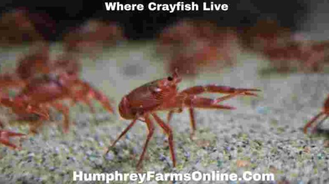 Where Crayfish Live