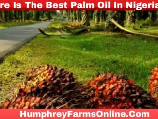 Where Is The Best Palm Oil In Nigeria