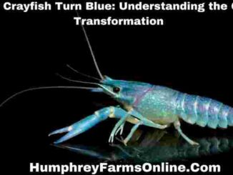 Why Crayfish Turn Blue