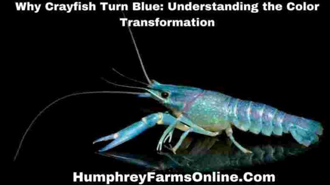 Why Crayfish Turn Blue