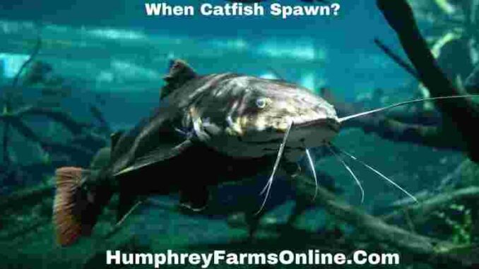 When Catfish Spawn