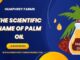 The Scientific Name of Palm Oil