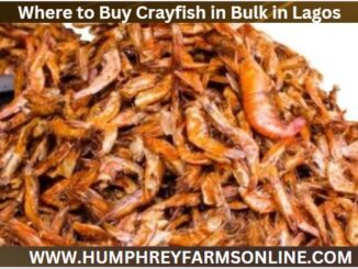 Where to Buy Crayfish in Lagos