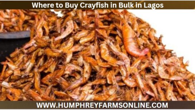 Where to Buy Crayfish in Lagos