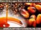 Best Palm Oil In Lagos