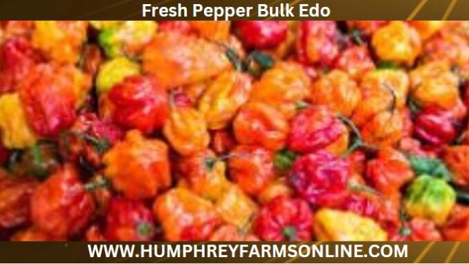 Fresh Pepper Bulk Edo