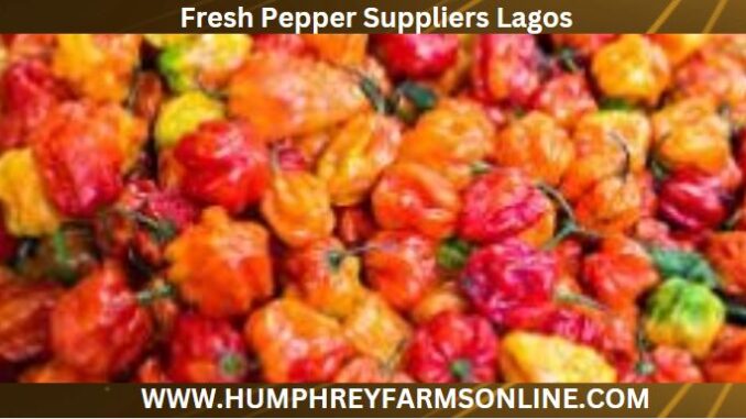 Fresh Pepper Suppliers Lagos