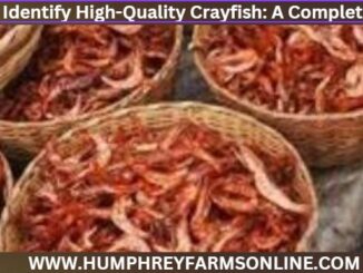 How to Identify High-Quality Crayfish