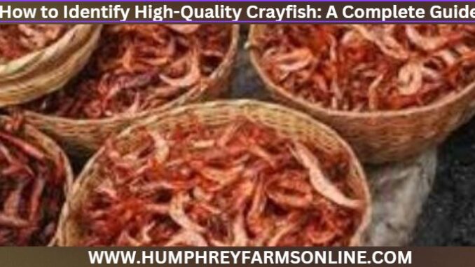 How to Identify High-Quality Crayfish