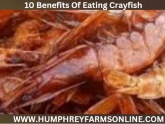 What Are The Benefits Of Eating Crayfish